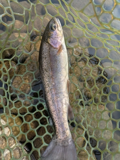 ニジマスの釣果