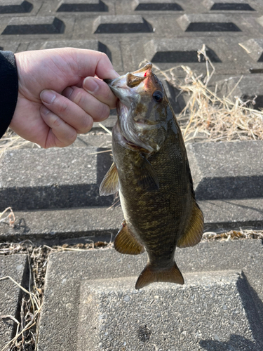 スモールマウスバスの釣果