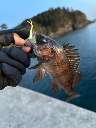 メバルの釣果