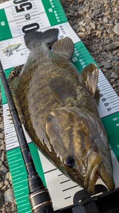 スモールマウスバスの釣果