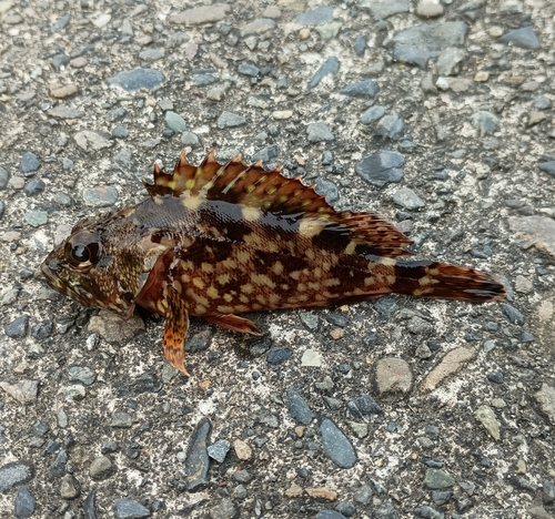 カサゴの釣果