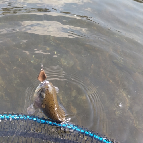 ニジマスの釣果