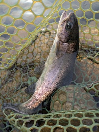 ニジマスの釣果