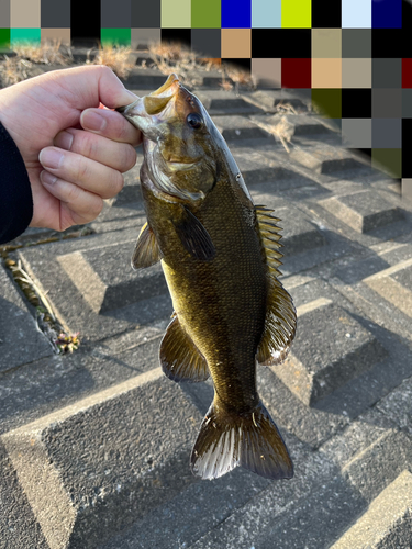 スモールマウスバスの釣果