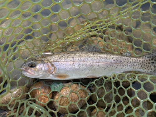 ニジマスの釣果