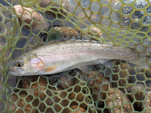 ニジマスの釣果