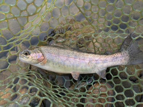 ニジマスの釣果