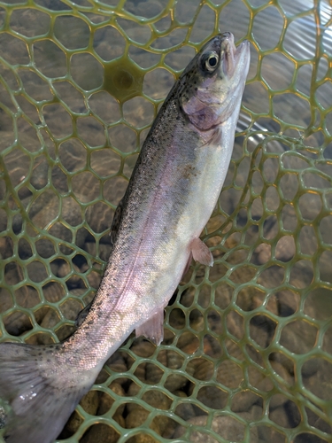 ニジマスの釣果