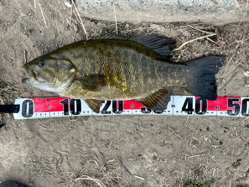 スモールマウスバスの釣果