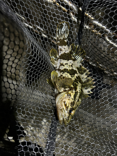 タケノコメバルの釣果