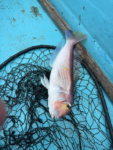 アマダイの釣果