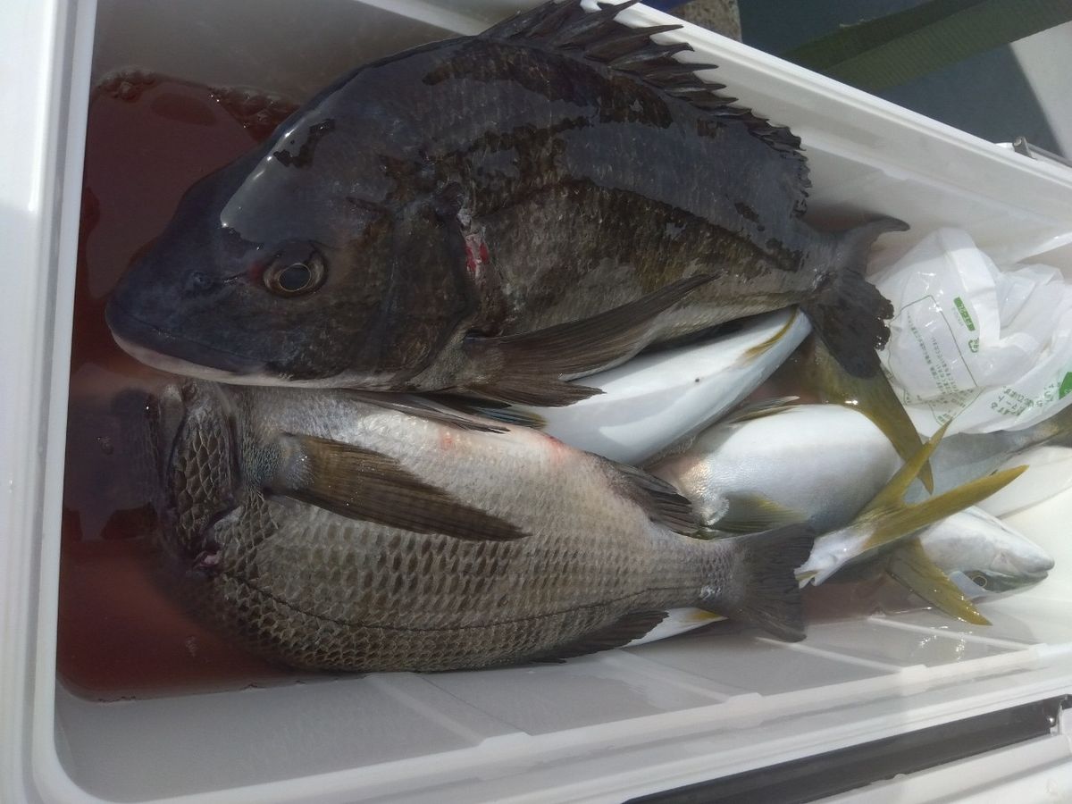 せどおと丸さんの釣果 2枚目の画像
