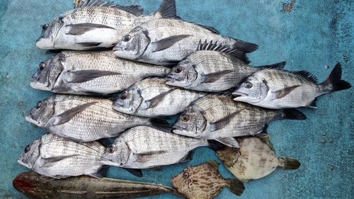 チヌの釣果