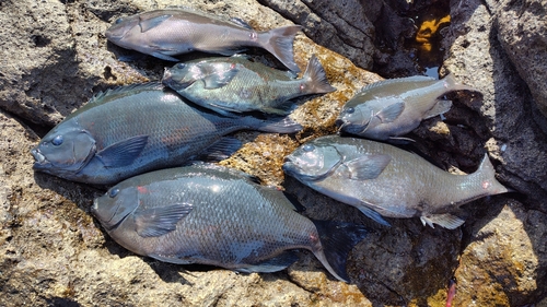 メジナの釣果