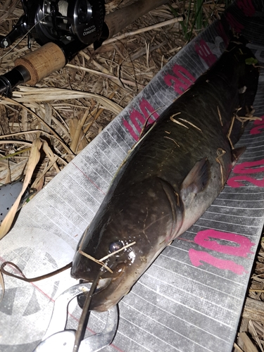 ナマズの釣果