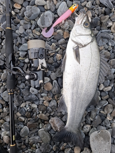 ヒラスズキの釣果