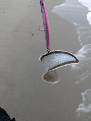 シタビラメの釣果