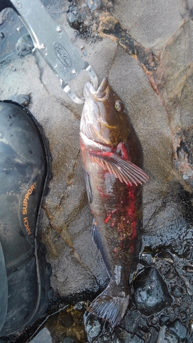 アイナメの釣果