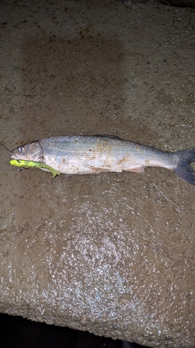 ウグイの釣果