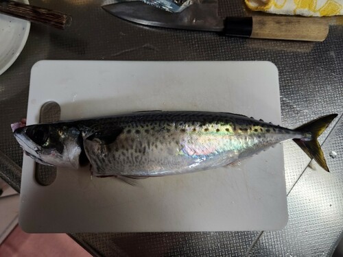 サバの釣果