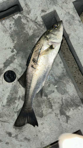 フッコ（マルスズキ）の釣果