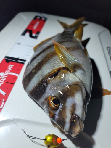 タカノハダイの釣果