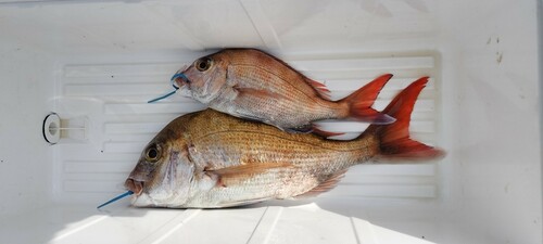 タイの釣果