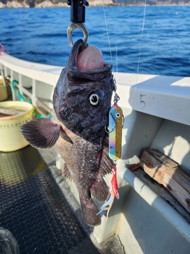 マダラの釣果