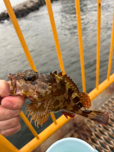 カサゴの釣果