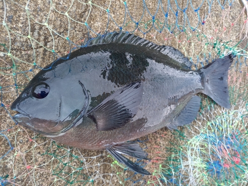 クチブトグレの釣果