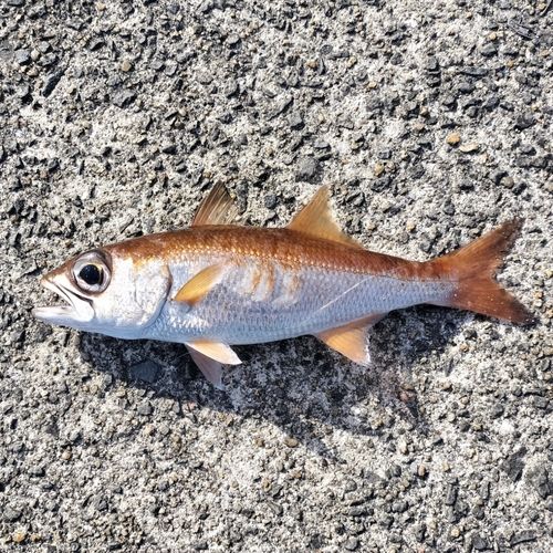 ムツの釣果