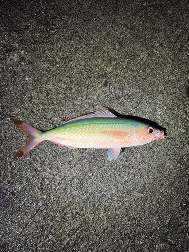 ニセタカサゴの釣果