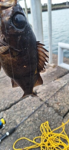 鹿島港魚釣園