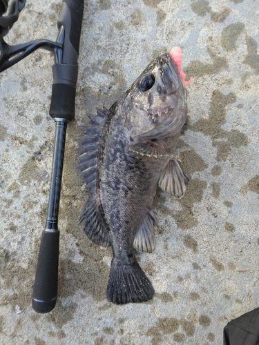 クロソイの釣果