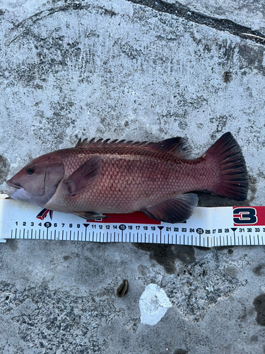 コブダイの釣果