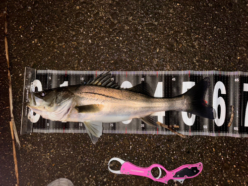 シーバスの釣果