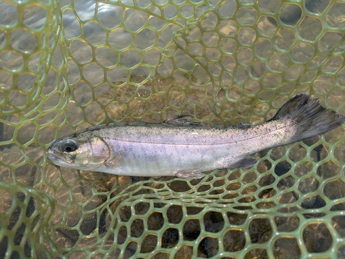 ニジマスの釣果