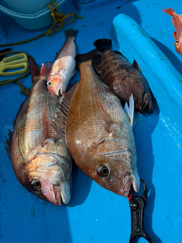 マダイの釣果