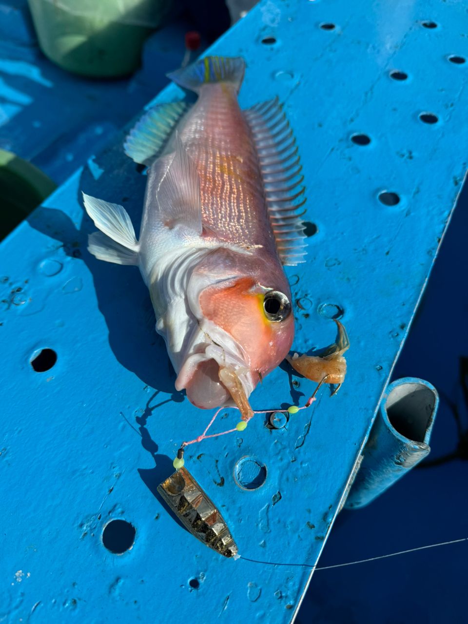 ファンタグレープさんの釣果 2枚目の画像