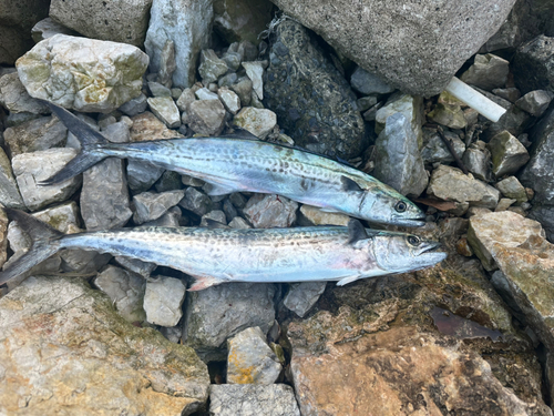 サゴシの釣果