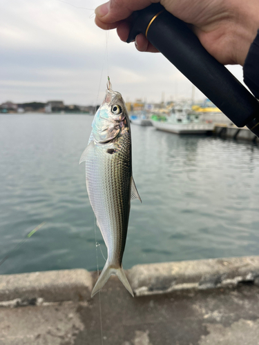 コノシロの釣果