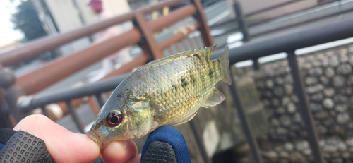 ティラピアの釣果