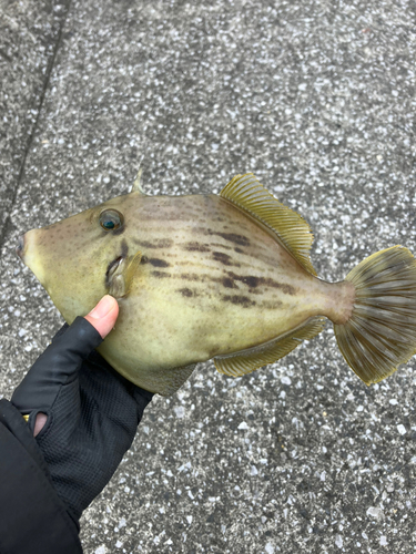 カワハギの釣果