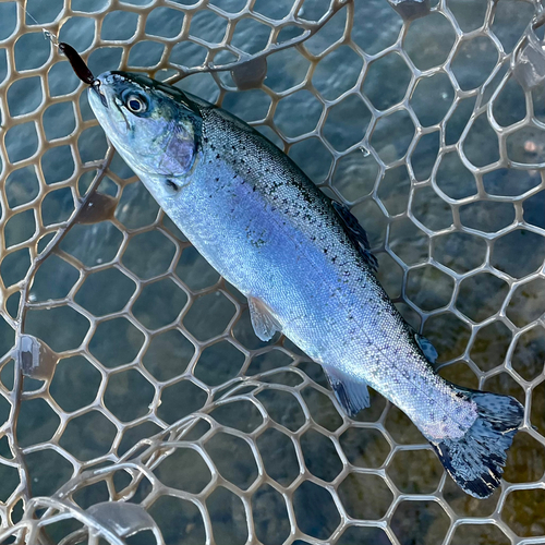 ニジマスの釣果