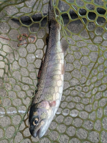 ニジマスの釣果