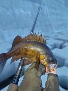 メバルの釣果