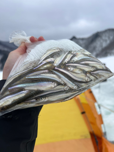 ワカサギの釣果