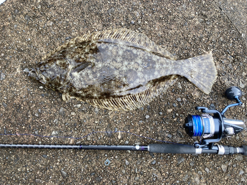 ヒラメの釣果