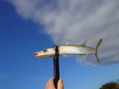 カマスの釣果