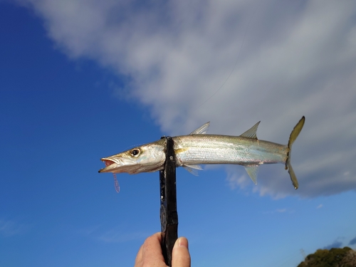 カマスの釣果